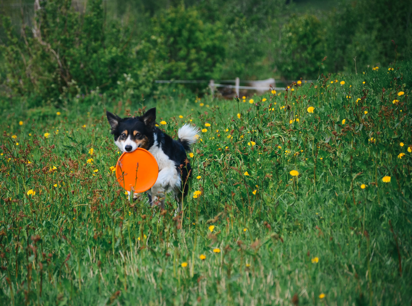 Non-stop Dog flying disc -frisbee koiralle