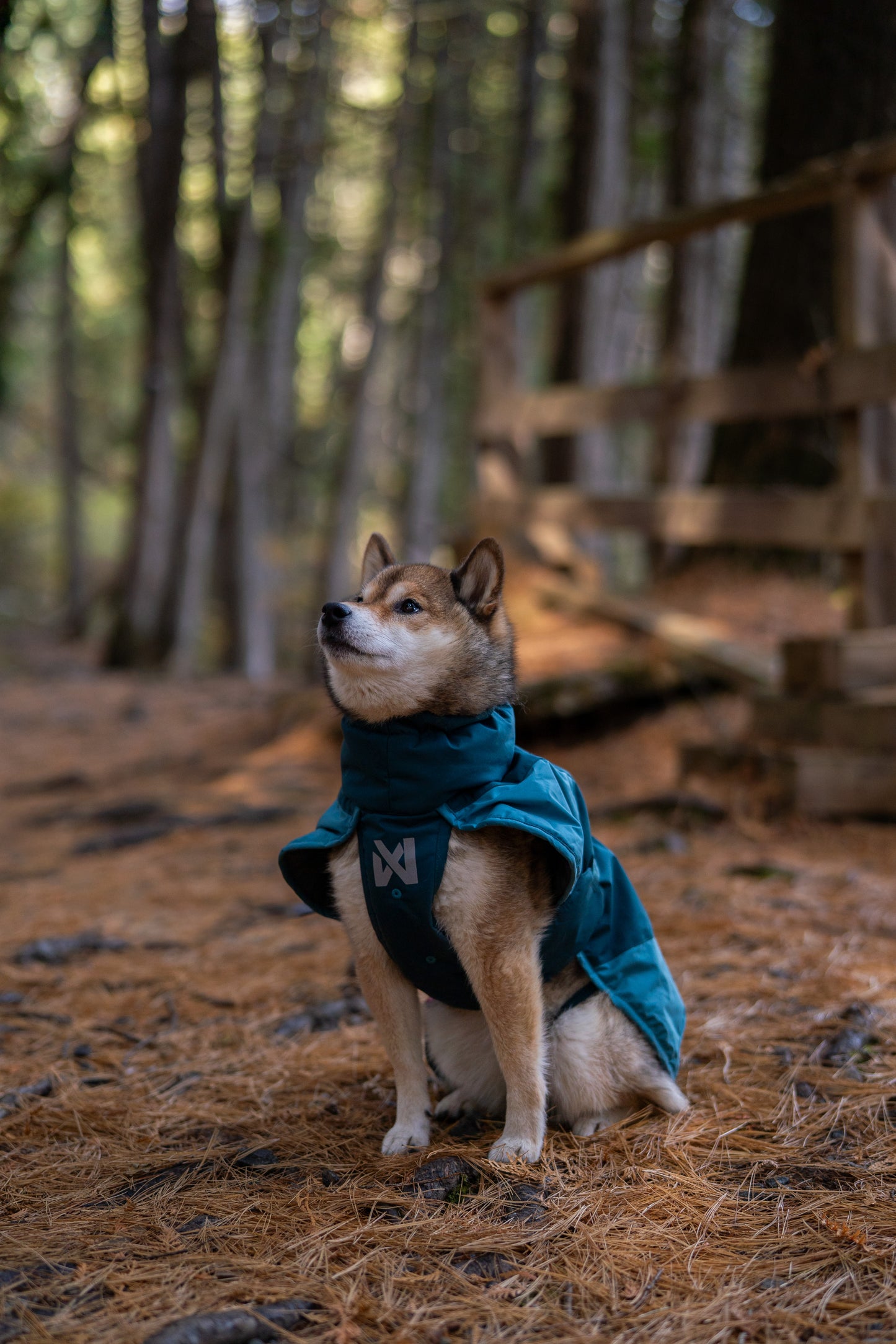 Non-stop Glacier jacket 3.0 koiran takki, teal