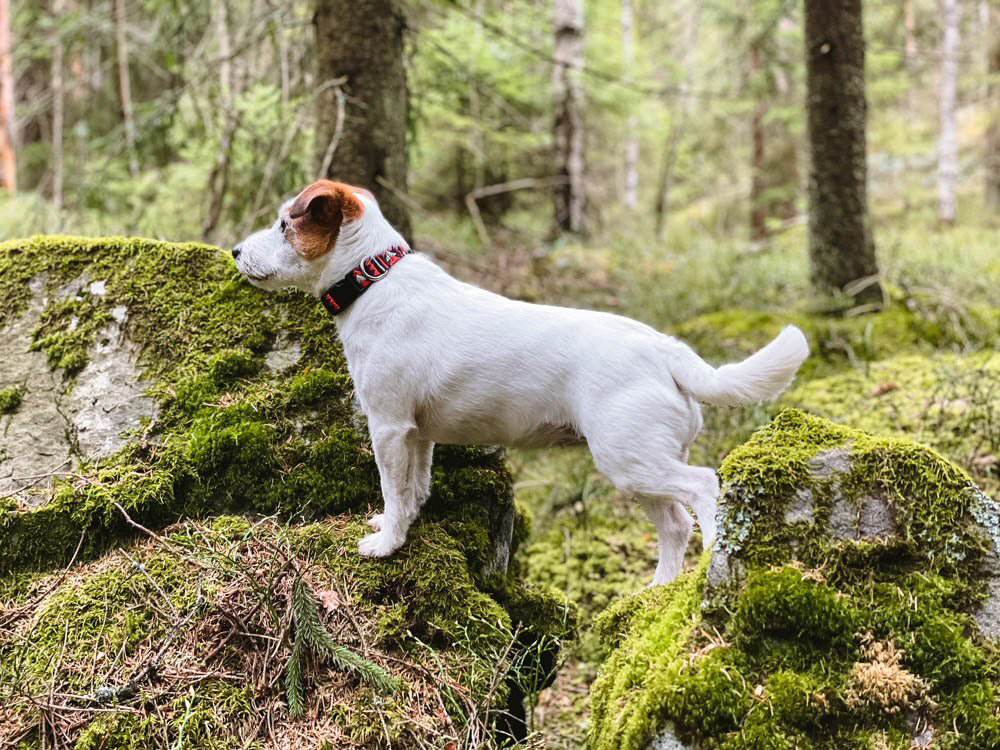 Woolly Wolf Polar Night koiran panta