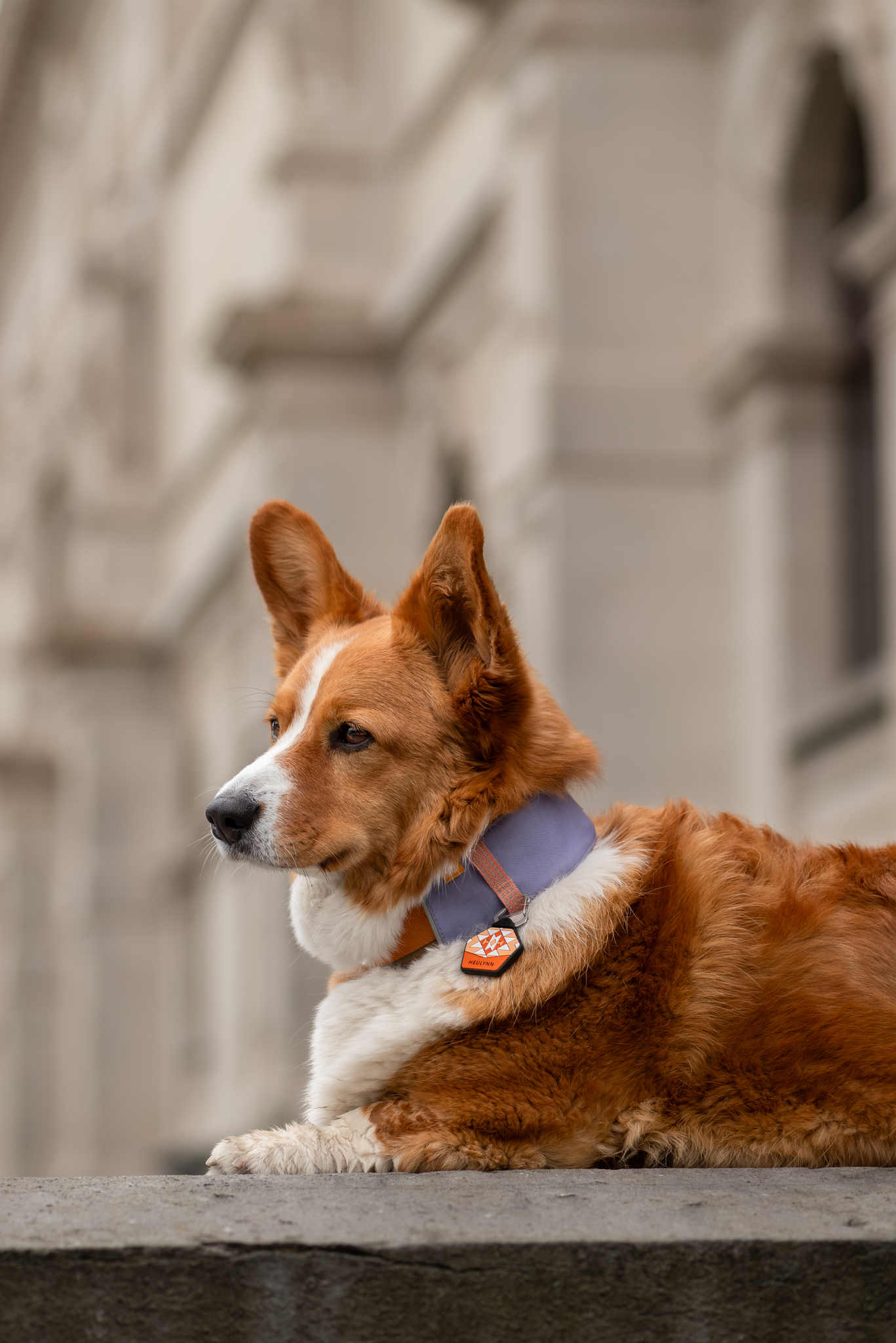 Woolly Wolf Alpha 360 koiran panta, lavender mix