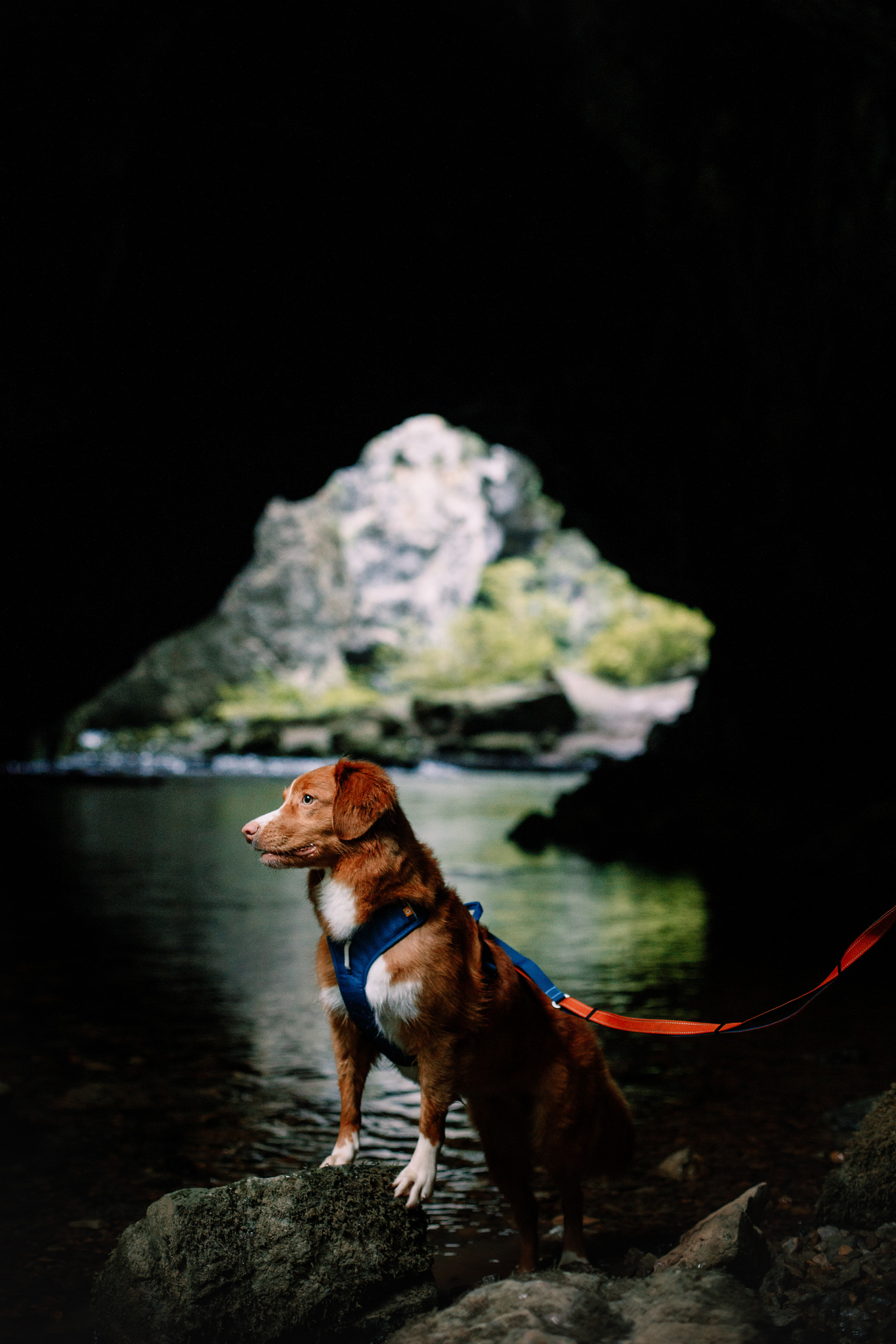 Woolly Wolf Roam Harness koiran valjaat, teal