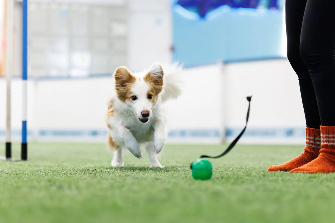 Koiran palkkaaminen lelulla agilityssä Nordic Pet Shop