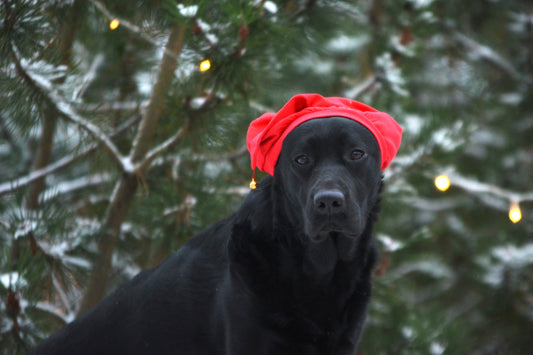 Vinkit joulunviettoon lemmikin kanssa