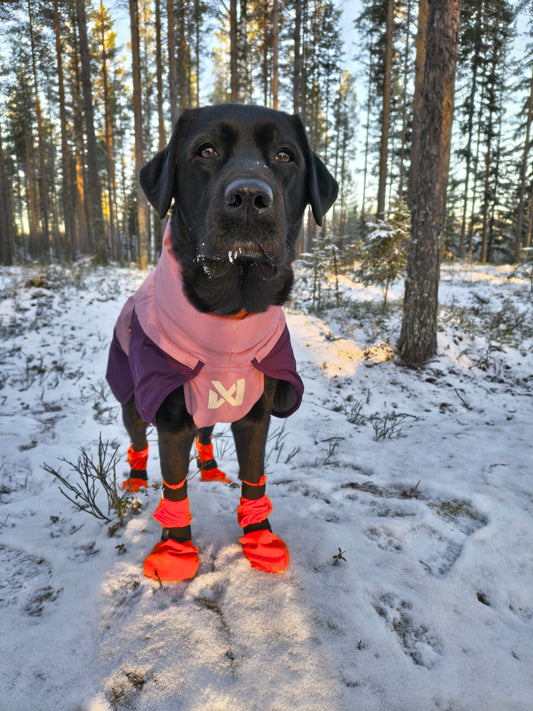 Labradorinnoutaja talvisessa metsässä, violetti takki päällä ja kirkkaan oranssit tossut jalassa.