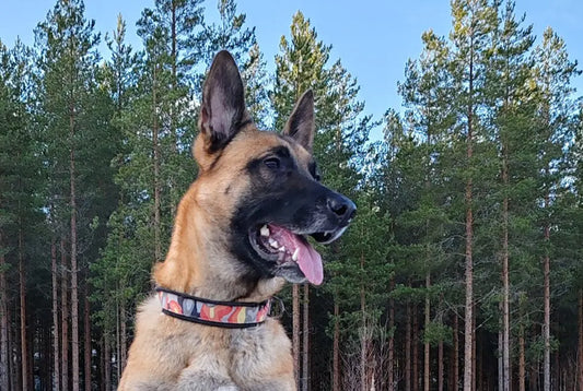 FMBB 2026 TOKO, osa I: Ponin ja Piian matka kohti kisoja Nordic Pet Shop
