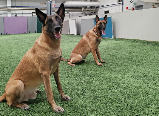 FMBB 2026 TOKO, osa 2: Virven ja Vincon ajatuksia tulevasta kisamatkasta Romaniaan Nordic Pet Shop