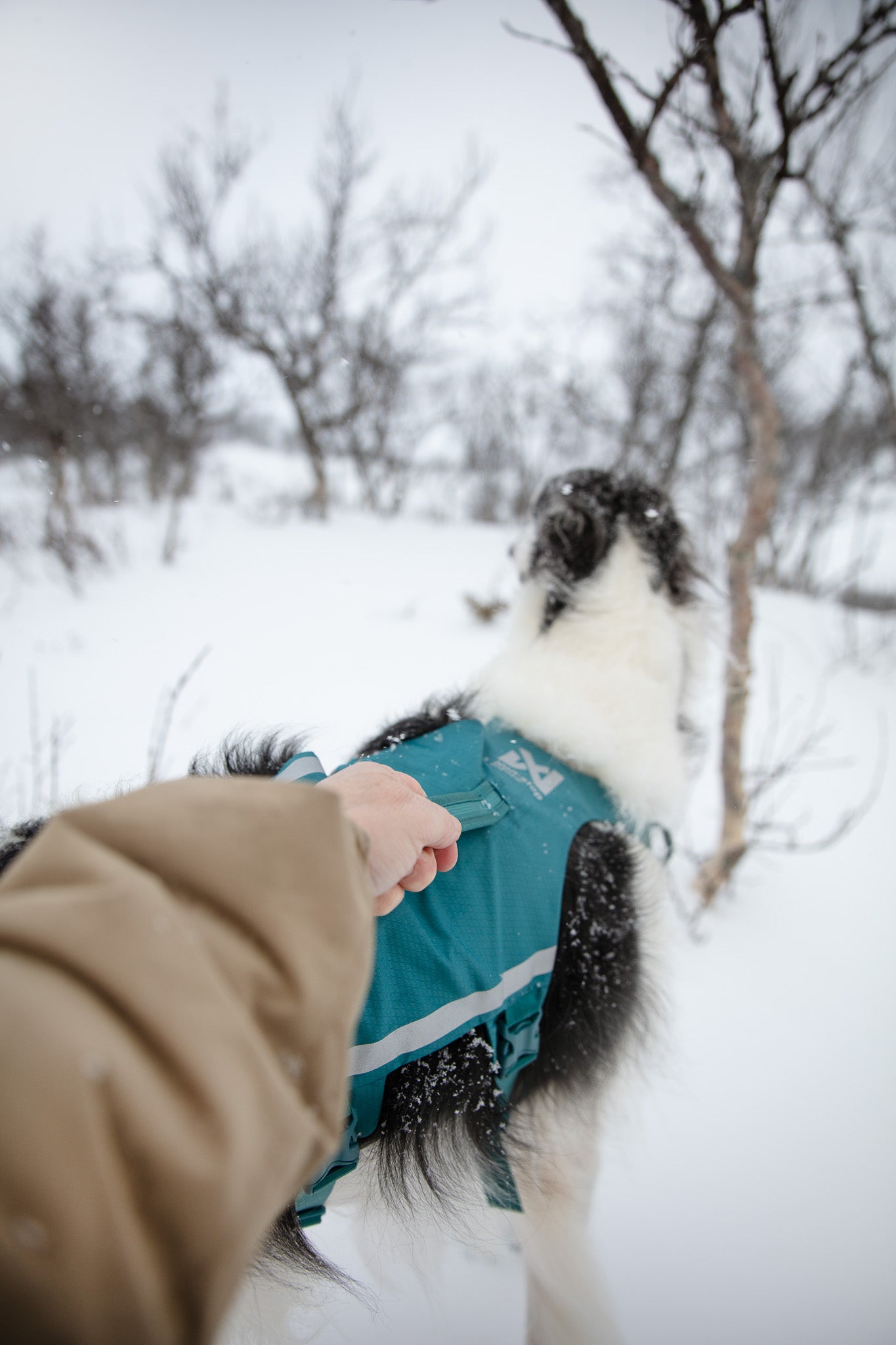 Non-stop Ramble harness long koiran valjaat, teal