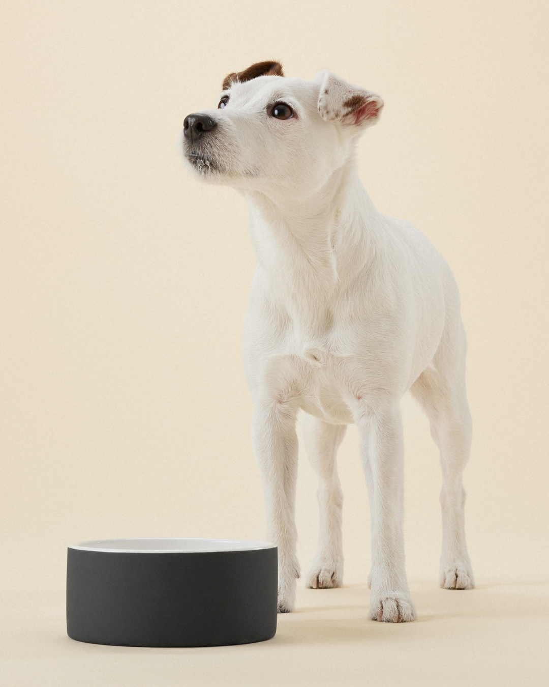 PAIKKA Cool Bowl Black viilentävä vesikuppi