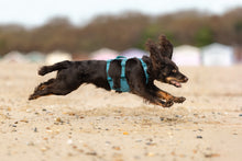 Non-stop Ramble harness long koiran valjaat, teal