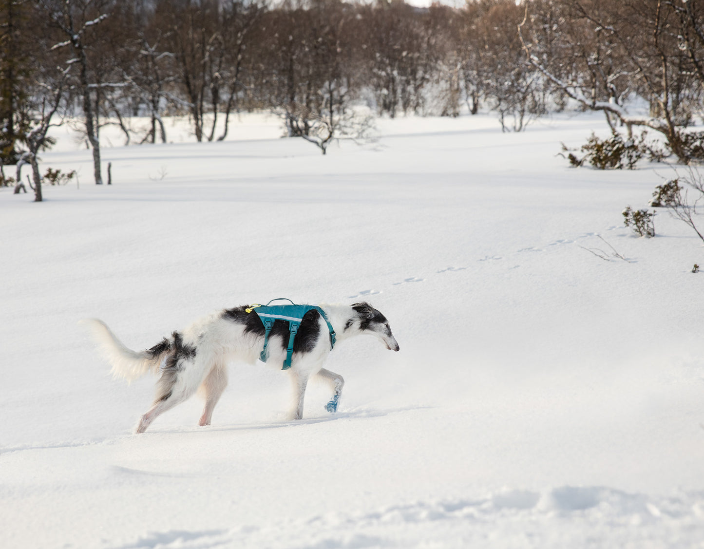 Non-stop Ramble harness long koiran valjaat, teal