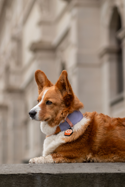 Woolly Wolf Alpha 360 koiran panta, lavender mix