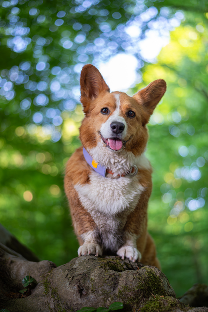 Woolly Wolf Alpha 360 koiran panta, lavender mix