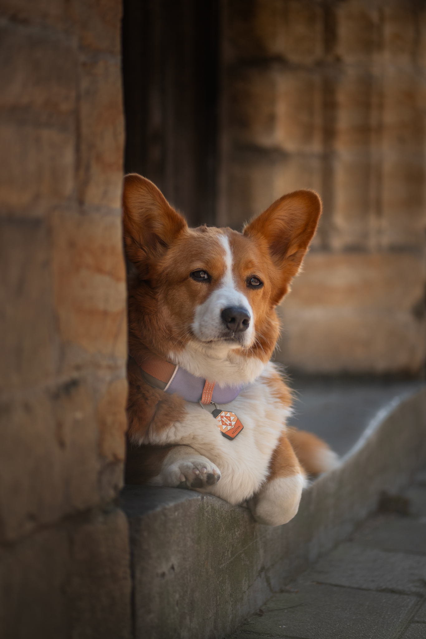 Woolly Wolf Alpha 360 koiran panta, lavender mix