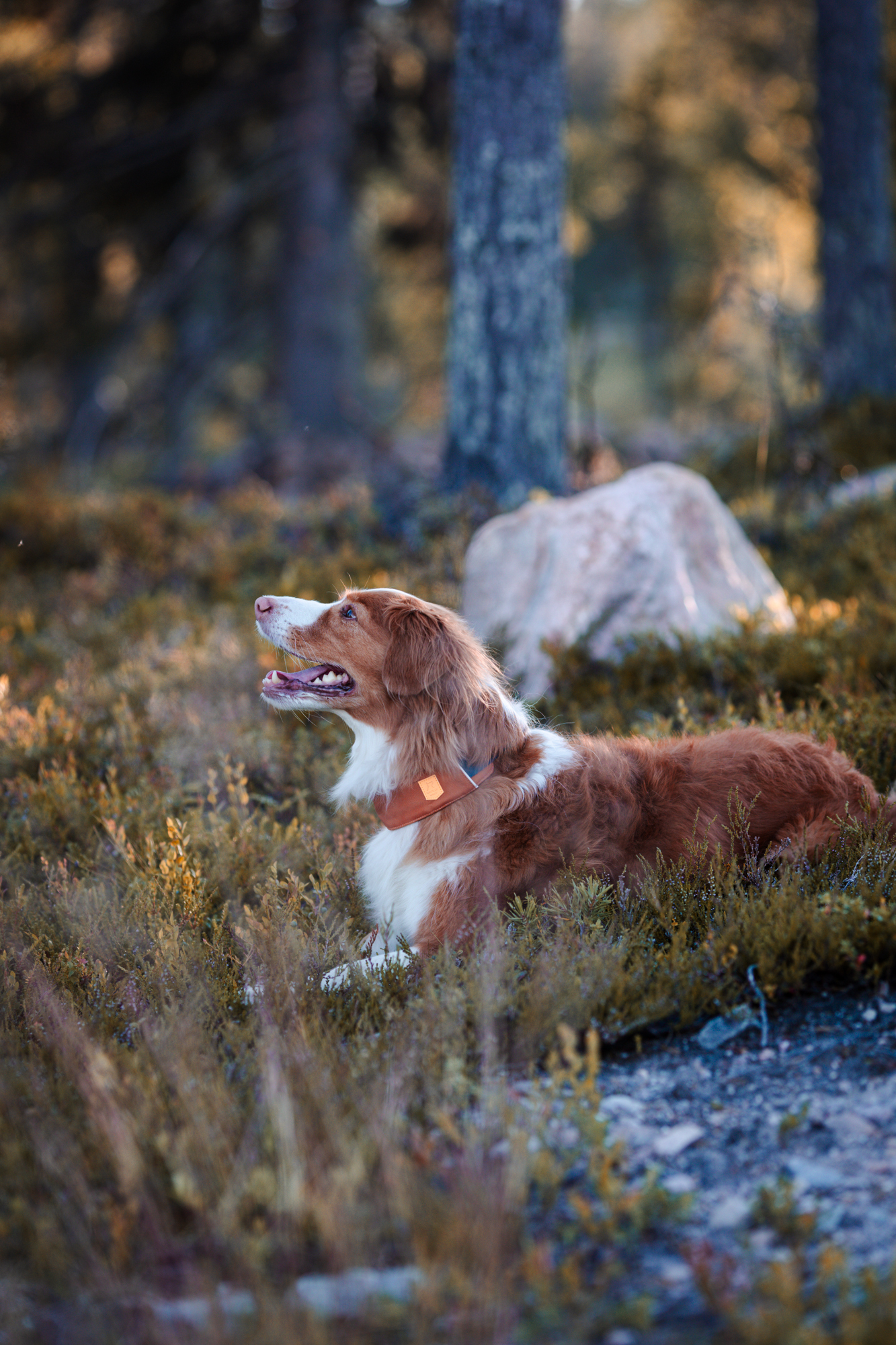 Woolly Wolf 360 koiran panta, terracotta mix