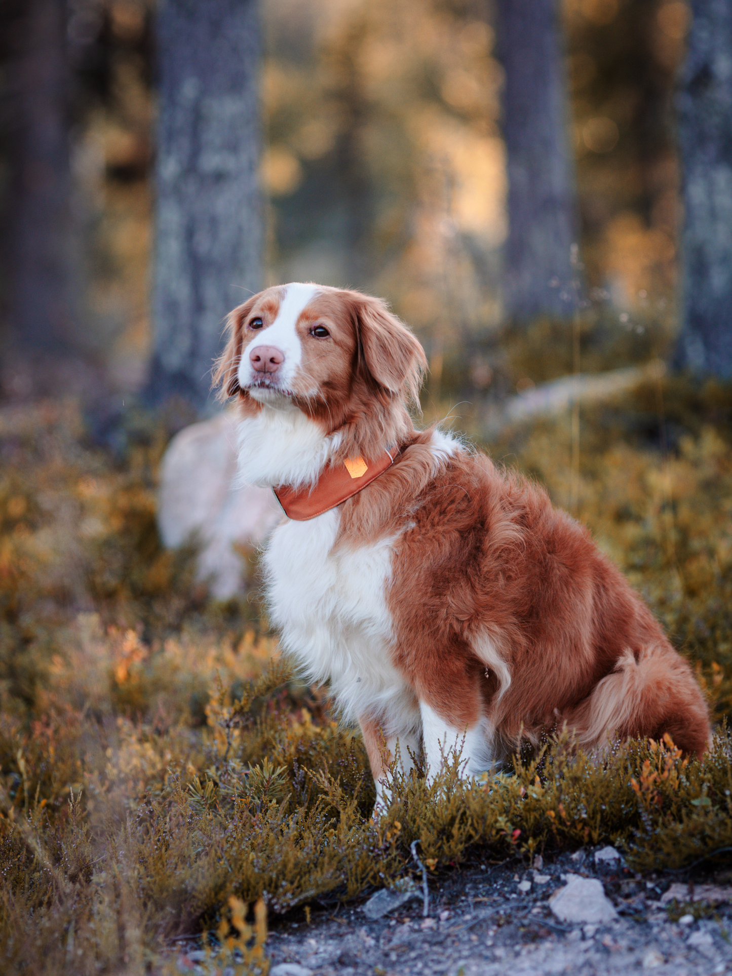 Woolly Wolf 360 koiran panta, terracotta mix