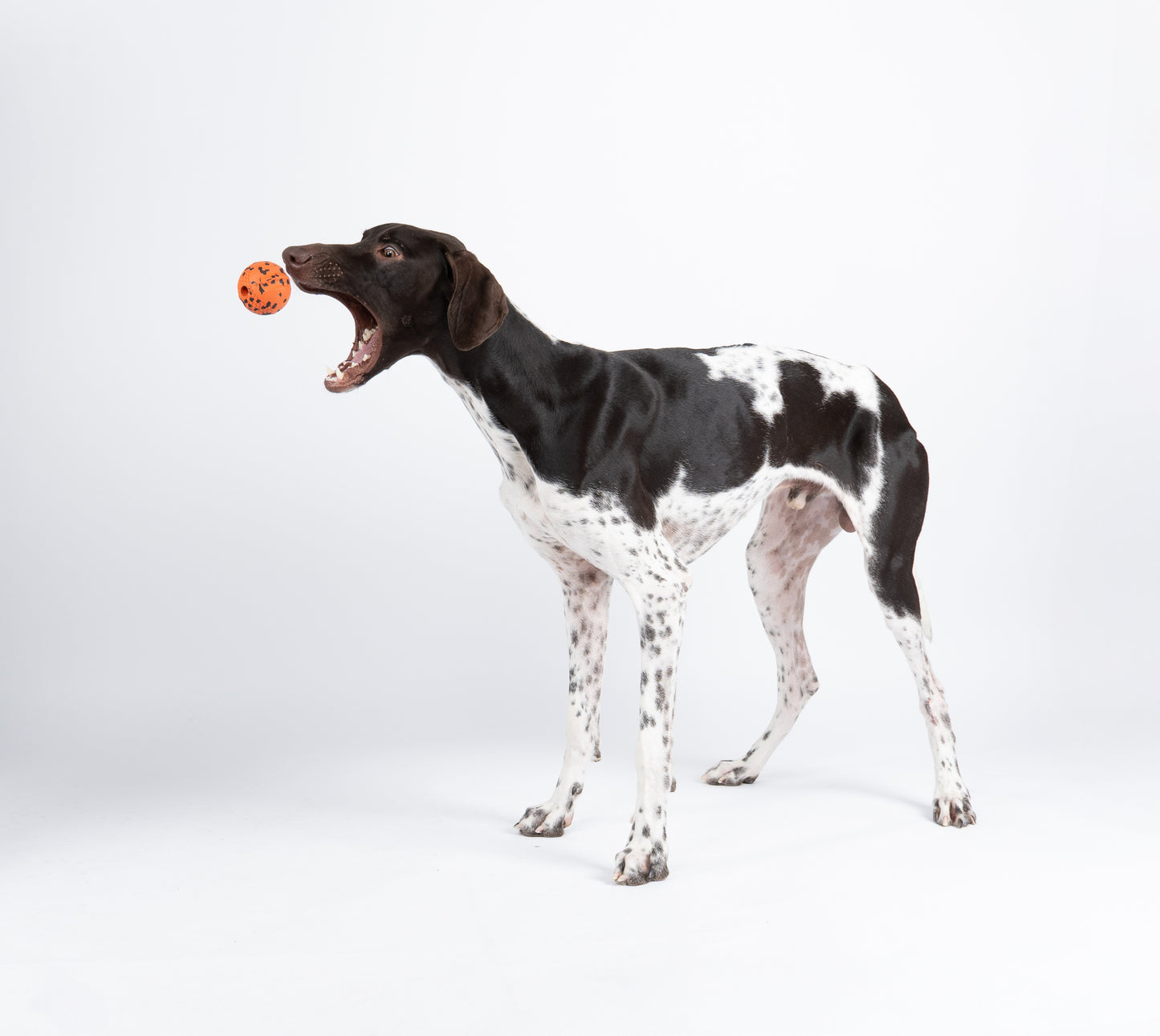 Non-stop Dog ball -koiran pallo, 70 x70 mm