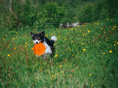 Non-stop Dog flying disc -frisbee koiralle
