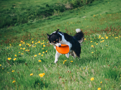 Non-stop Dog flying disc -frisbee koiralle