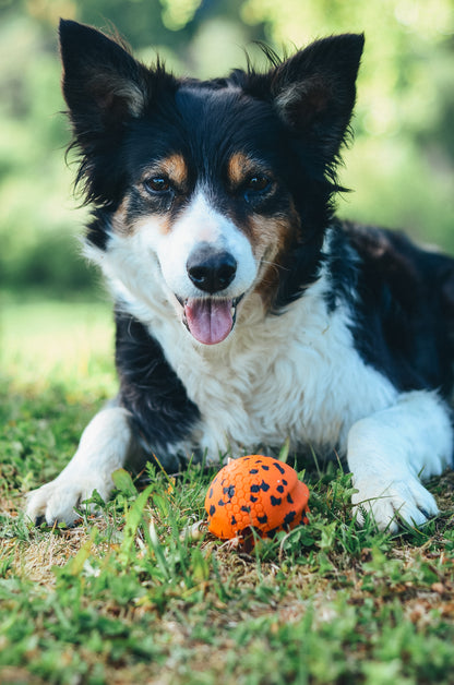 Non-stop Dog ball -koiran pallo, 70 x70 mm