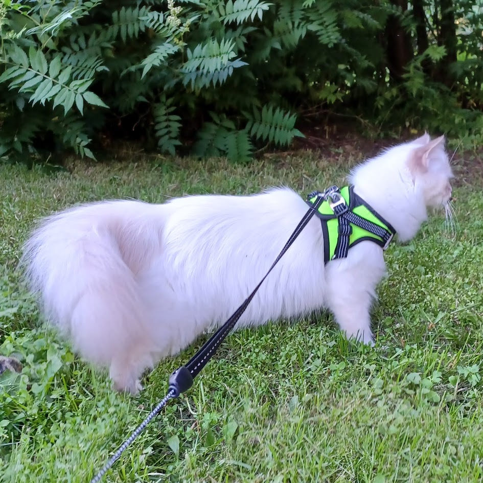 FINNERO HALI -liivivaljas pienille lemmikeille, musta/keltainen