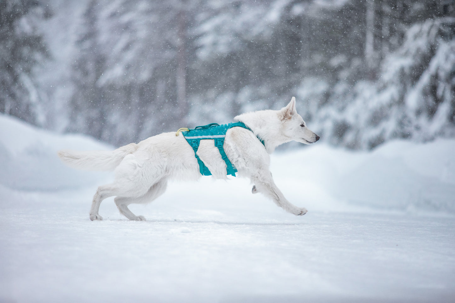 Non-stop Ramble harness long koiran valjaat, teal