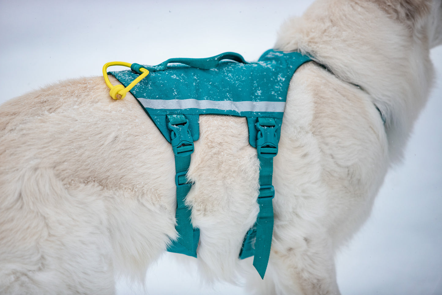 Non-stop Ramble harness long koiran valjaat, teal