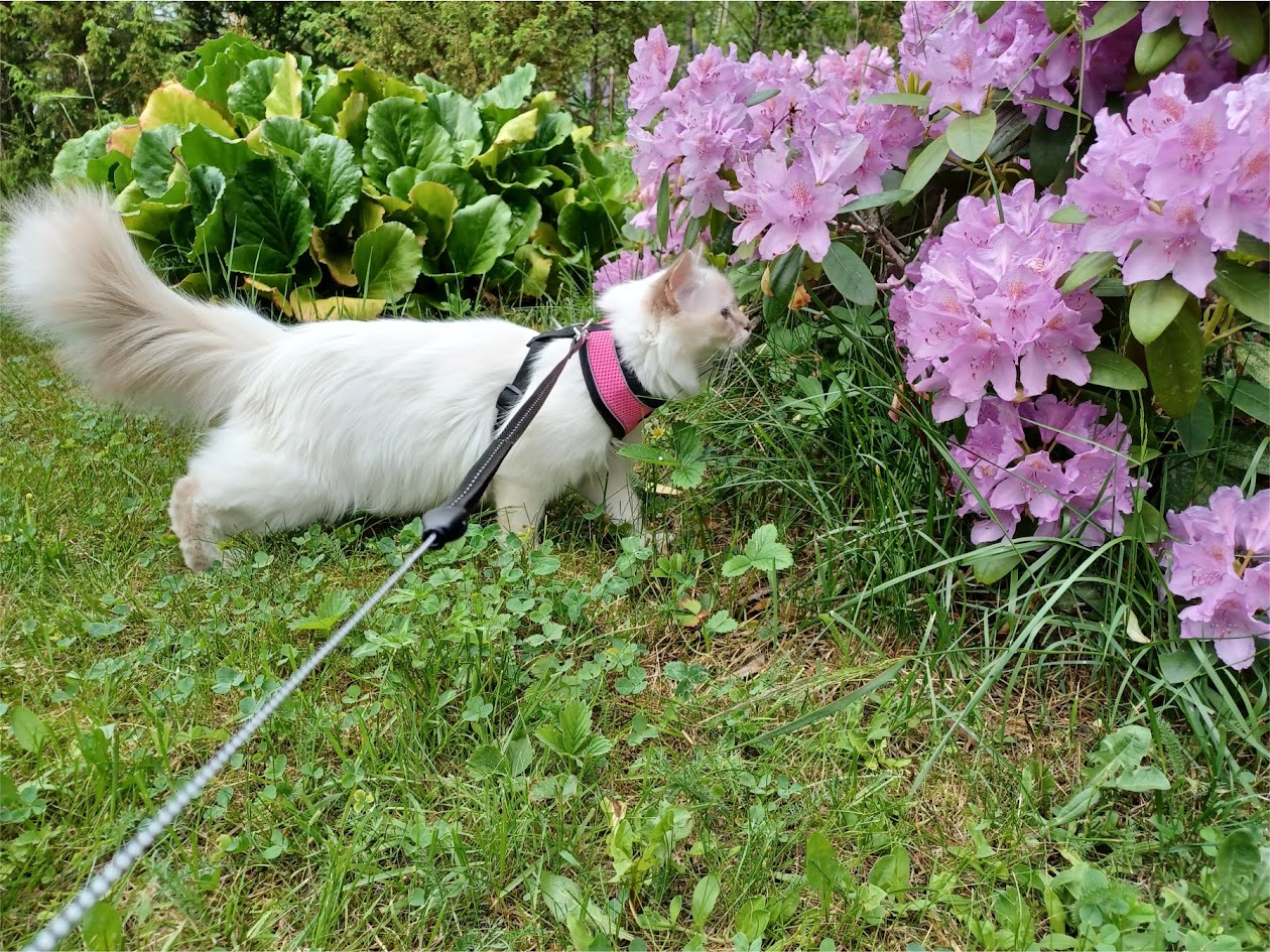FINNERO LIGHT- Heijastava valjas pienille lemmikeille, pinkki