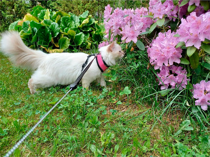 FINNERO LIGHT- Heijastava valjas pienille lemmikeille, pinkki