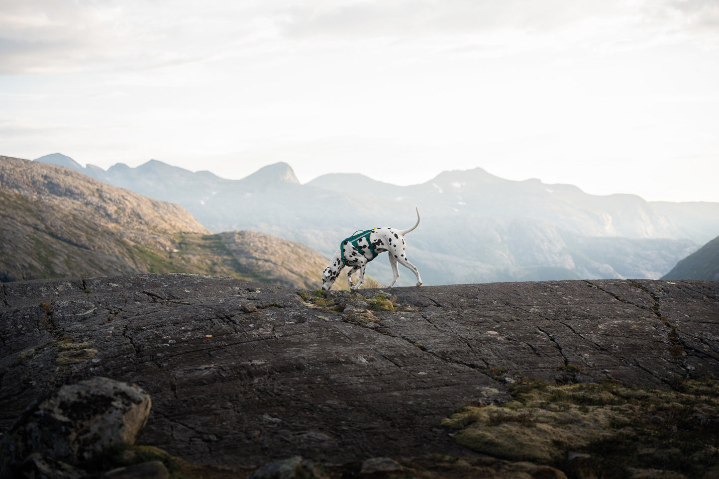 Non-stop Ramble harness long koiran valjaat, teal