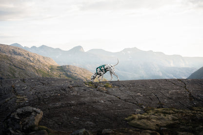 Non-stop Ramble harness long koiran valjaat, teal