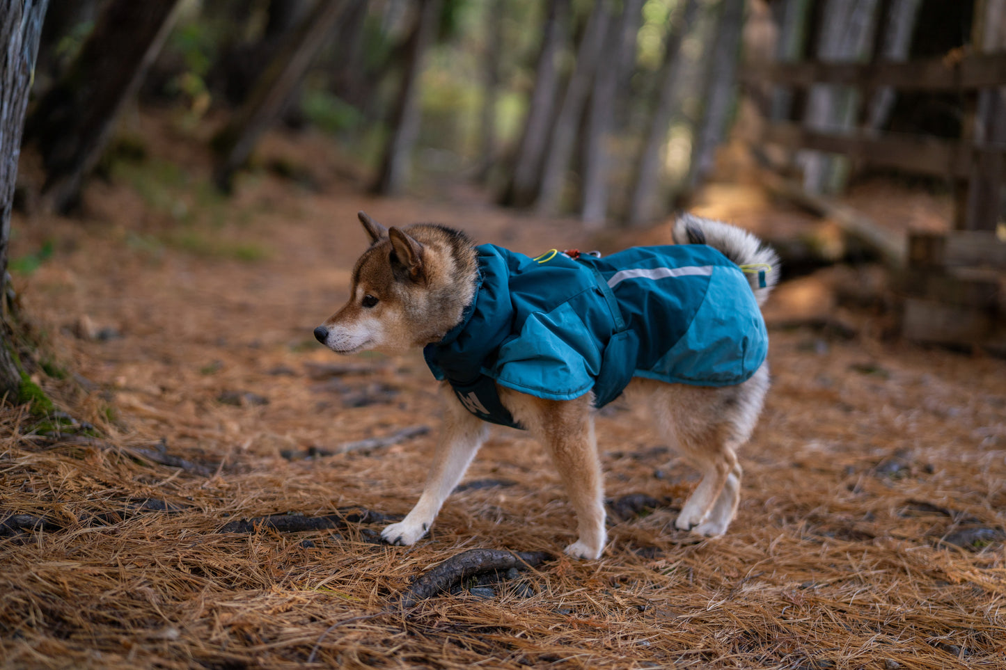 Non-stop Glacier jacket 3.0 koiran takki, teal