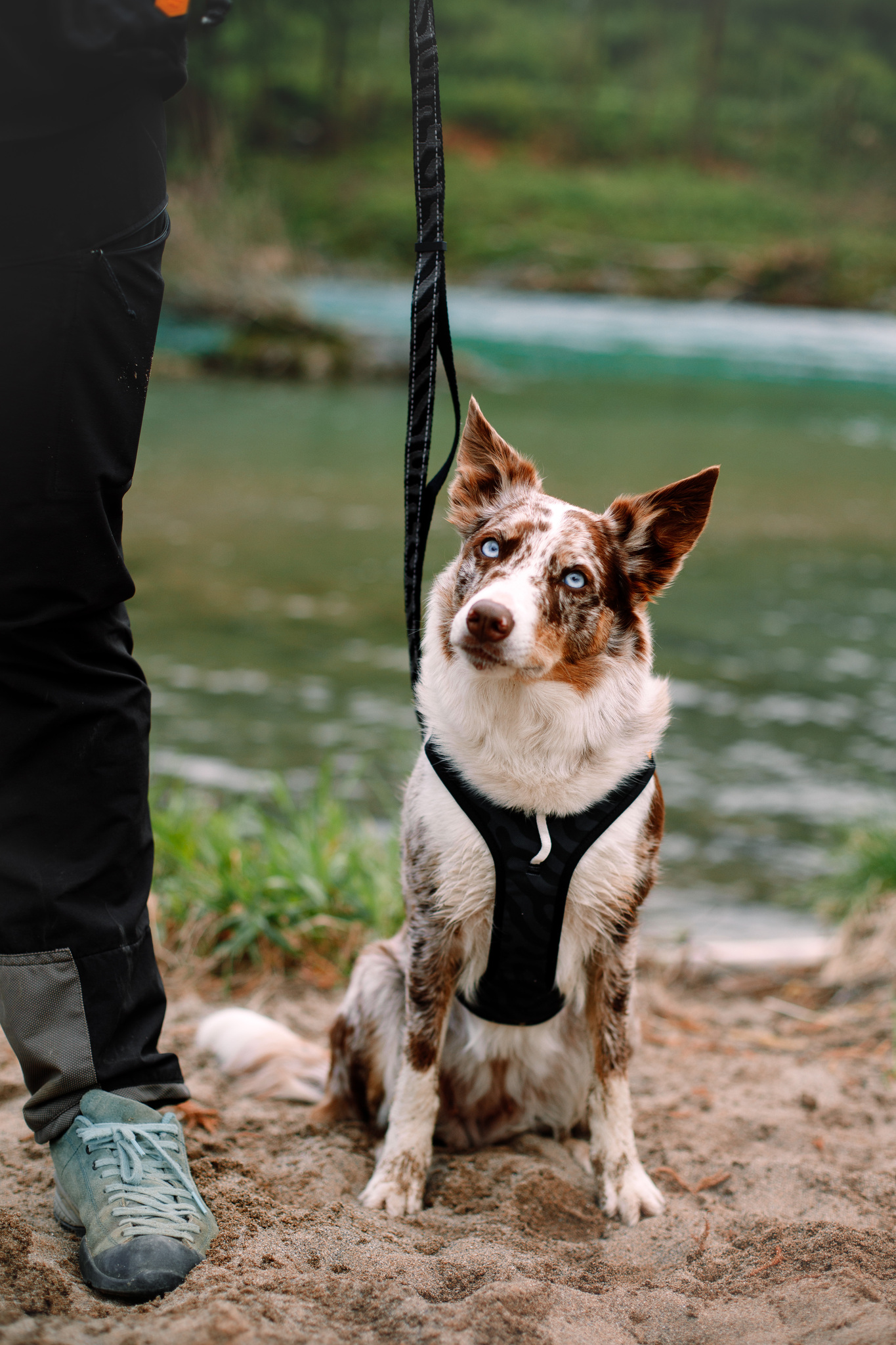 Woolly Wolf Roam Harness koiran valjaat, black