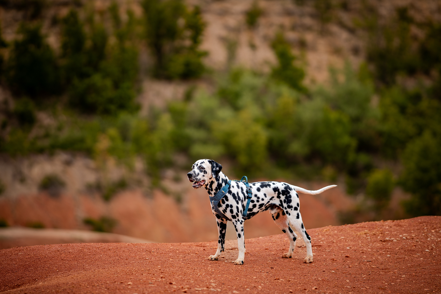 Woolly Wolf Roam Harness koiran valjaat, teal