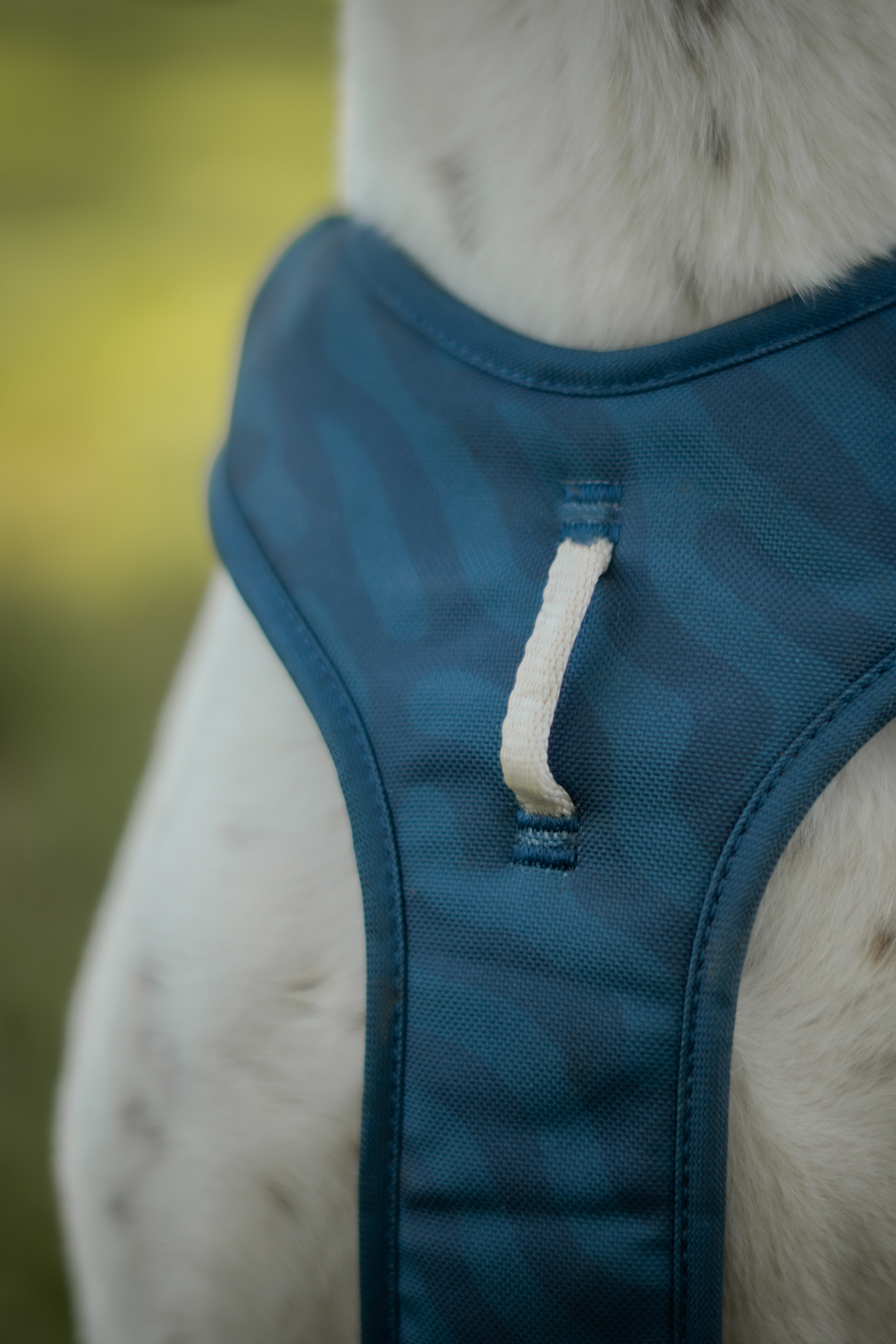 Woolly Wolf Roam Harness koiran valjaat, teal