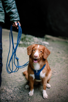 Woolly Wolf Long Rope Leash pitkä köysihihna, teal