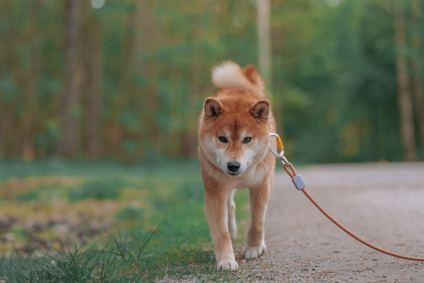 Woolly Wolf Rope Leash Thin, ohut köysihihna 180 cm Nordic Pet Shop