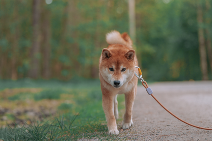 Woolly Wolf Rope Leash Thin, ohut köysihihna 180 cm Nordic Pet Shop