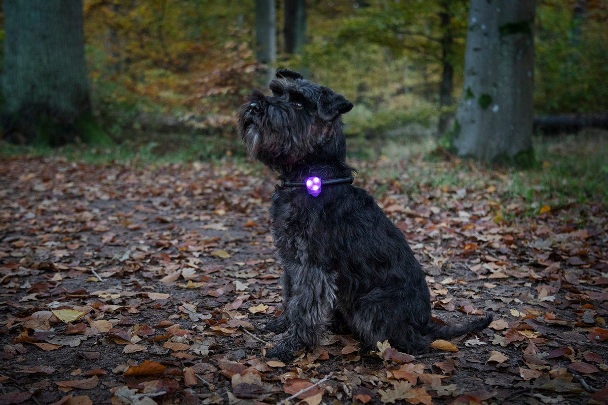 Dogman Basic LED-vilkkuvalo