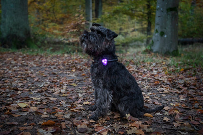 Dogman Basic LED-vilkkuvalo