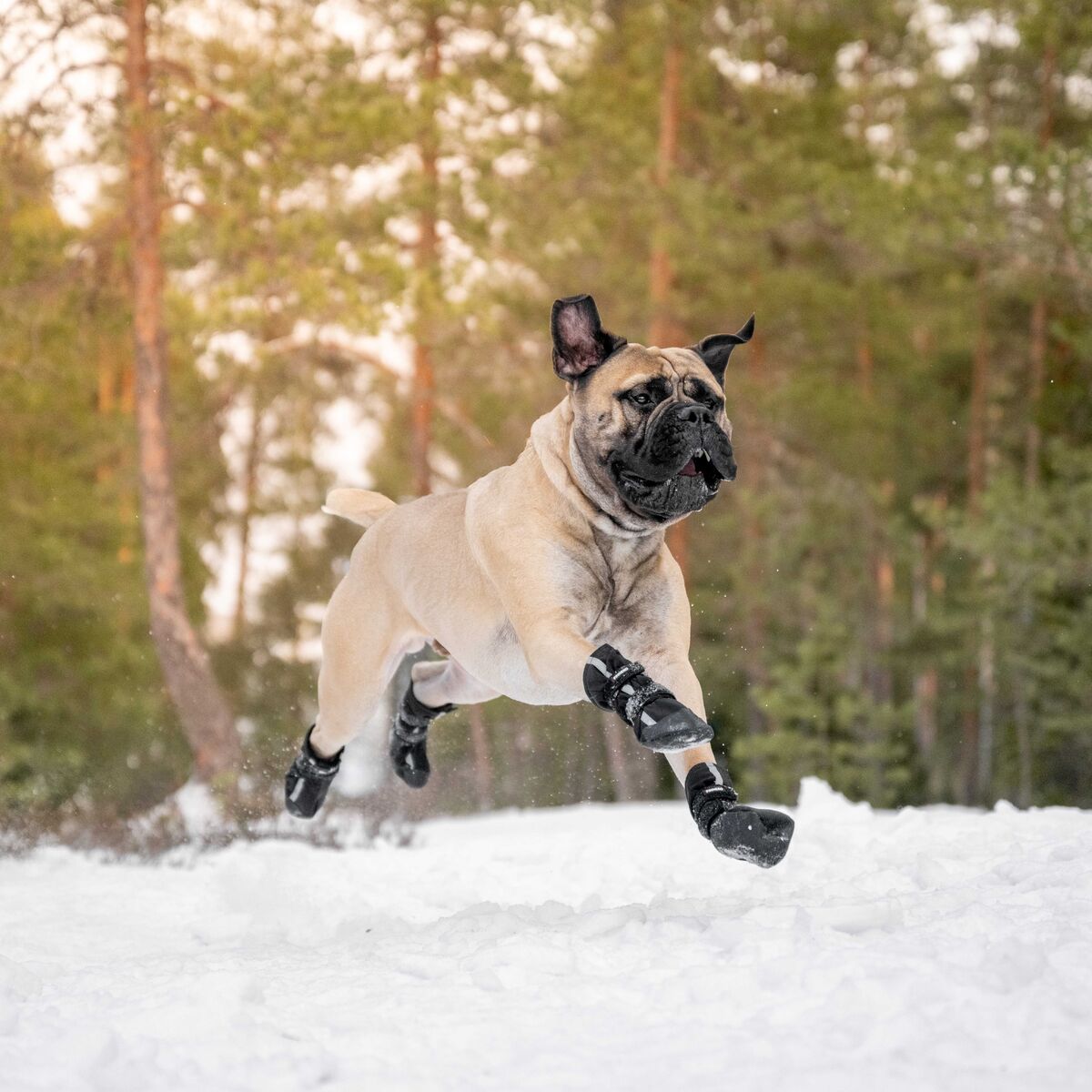 Finnero Halla Shoftshell heijastavat koiran tossut sopivat kaikkiin sääolosuhteisiin suojaamaan tassuja