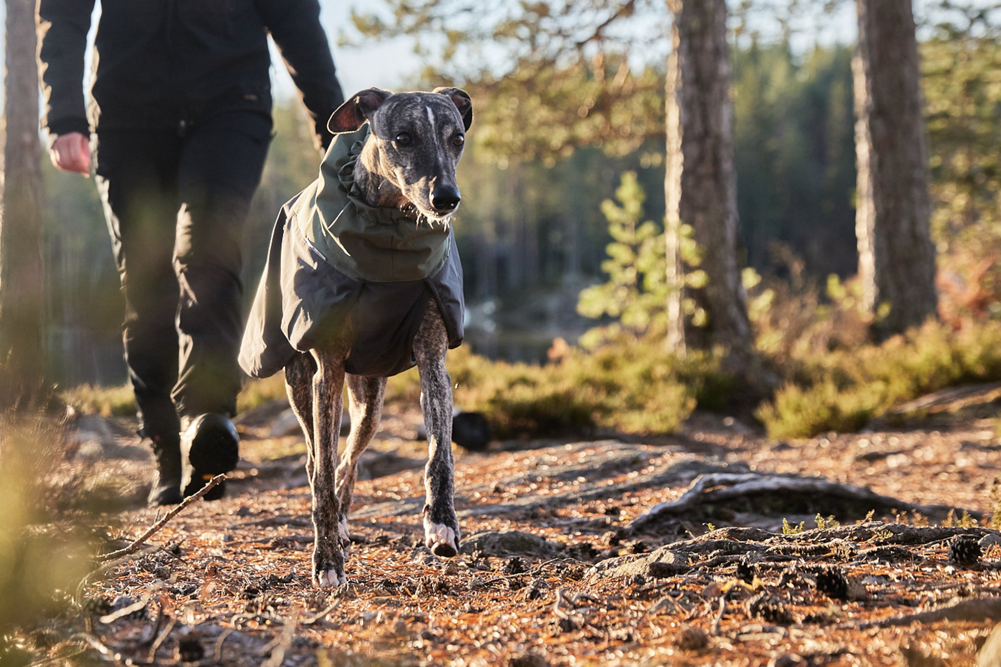 Non-stop Glacier wool jacket 2.0 koiran talvitakki Nordic Pet Shop