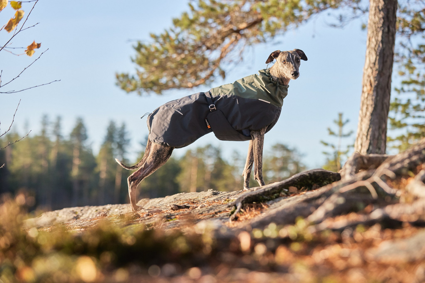 Non-stop Glacier wool jacket 2.0 koiran talvitakki Nordic Pet Shop