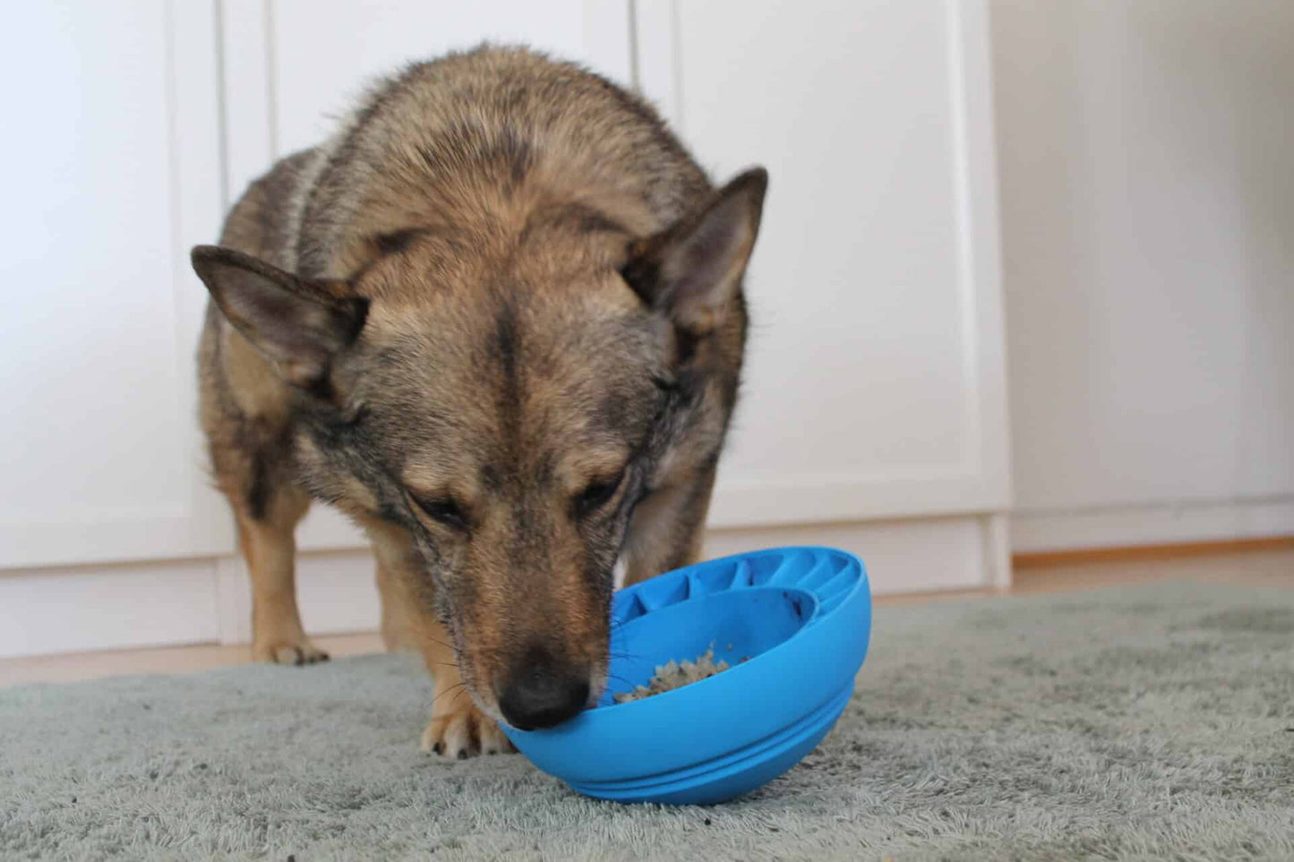 Iloplay Swan-e Bowl Suomessa valmistettu aktivointikuppi koirille ja kissoille, sininen