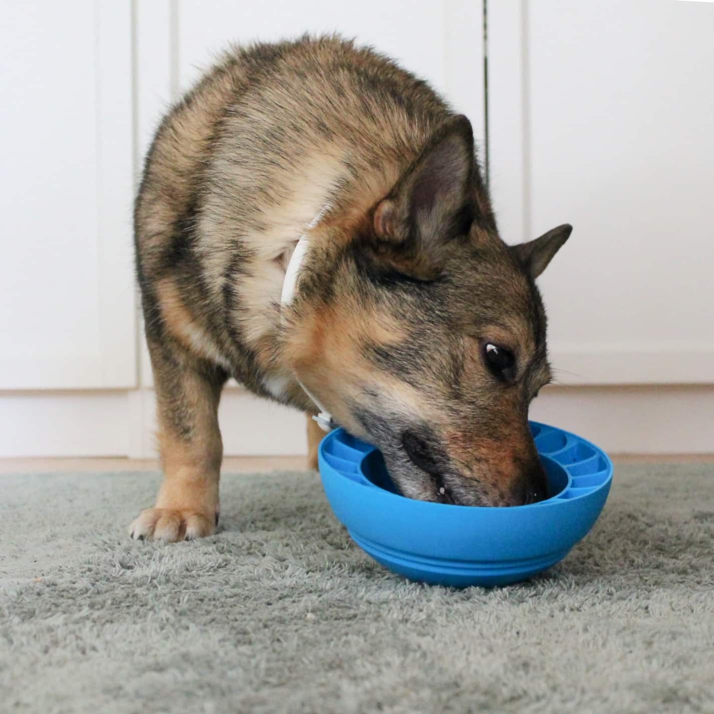 Iloplay Swan-e Bowl Suomessa valmistettu aktivointikuppi koirille ja kissoille, sininen