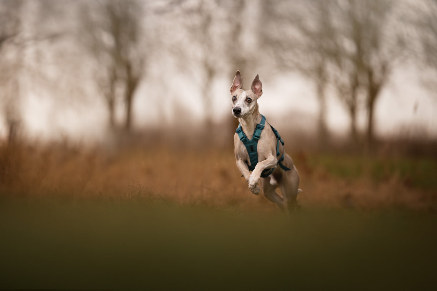 Non-stop Ramble harness long koiran valjaat, teal