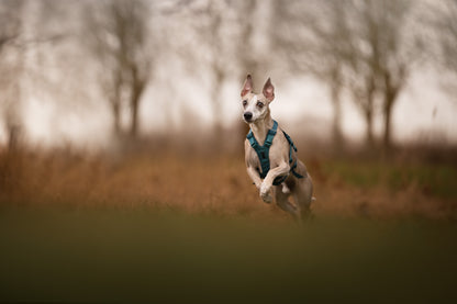 Non-stop Ramble harness long koiran valjaat, teal