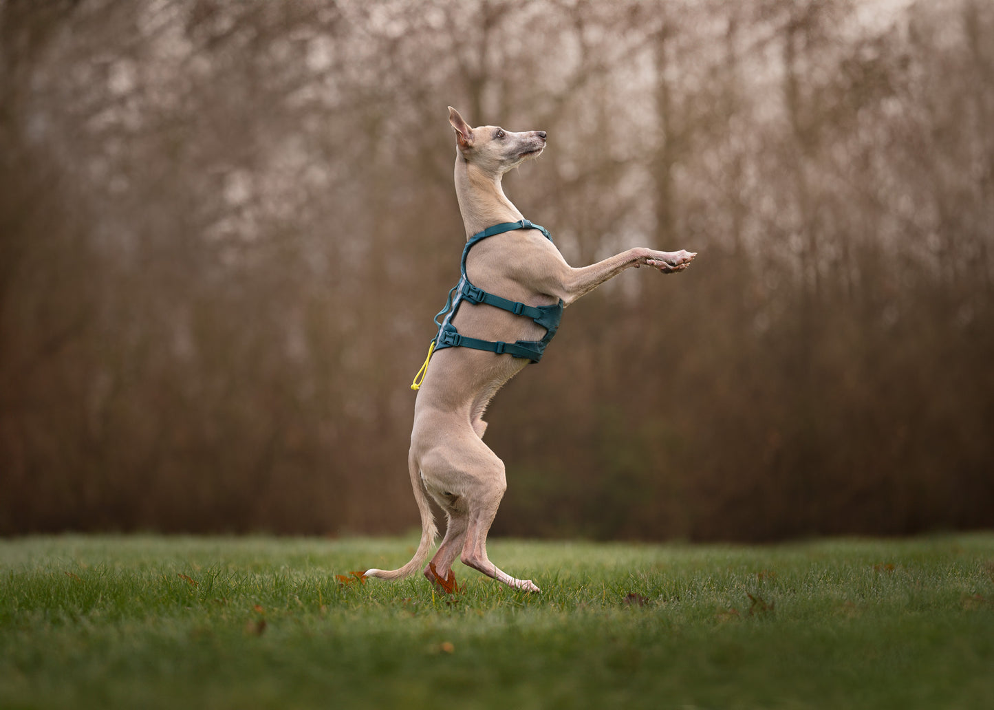 Non-stop Ramble harness long koiran valjaat, teal