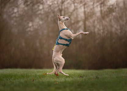 Non-stop Ramble harness long koiran valjaat, teal