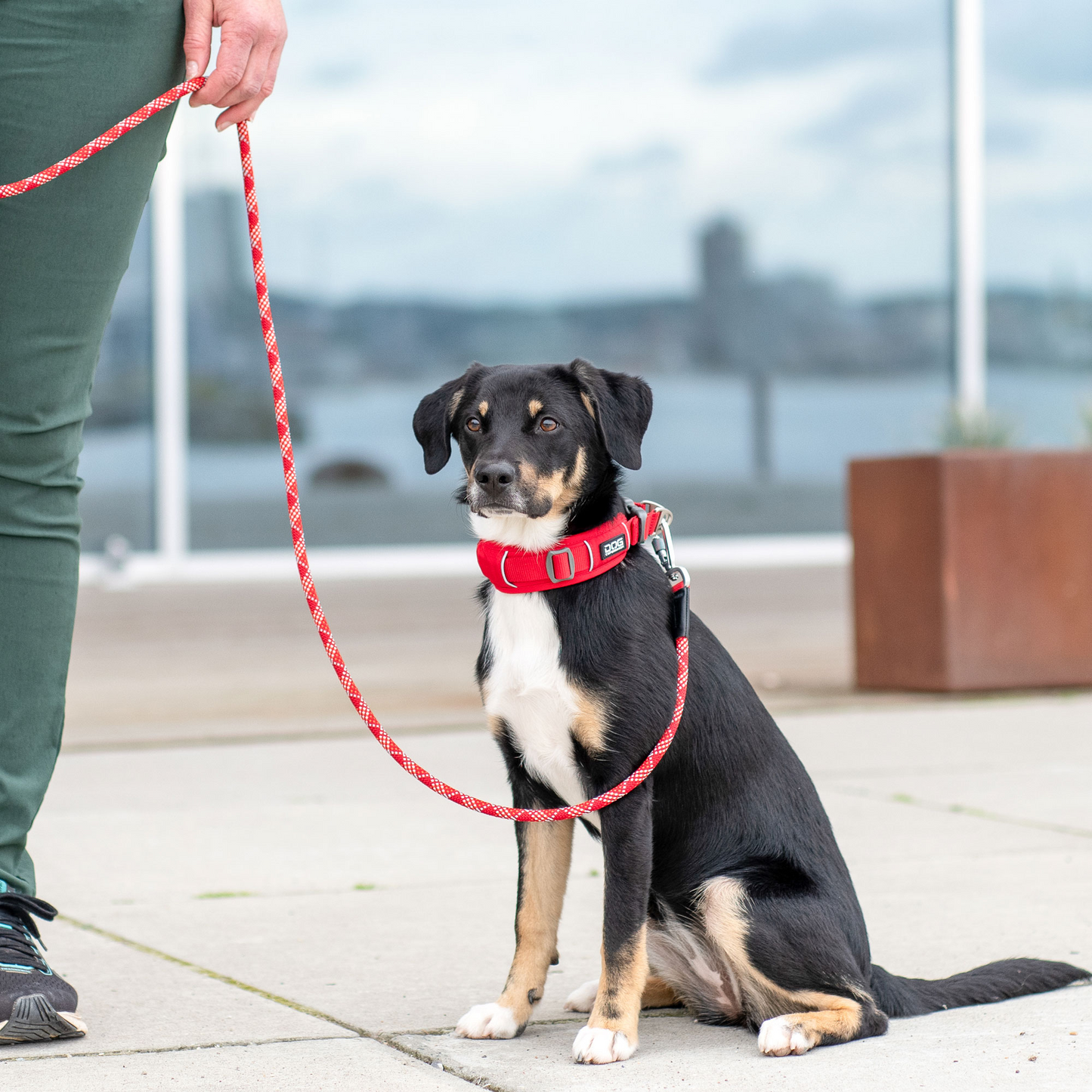 DOG Copenhagen Urban Explorer Collar Nordic Pet Shop