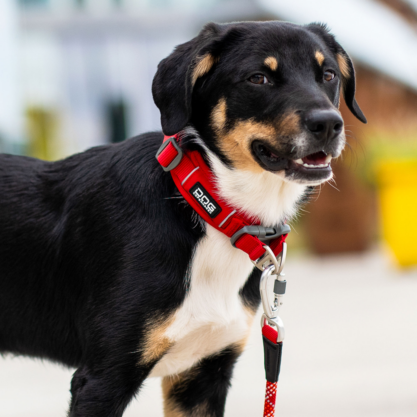 DOG Copenhagen Urban Explorer Collar Nordic Pet Shop